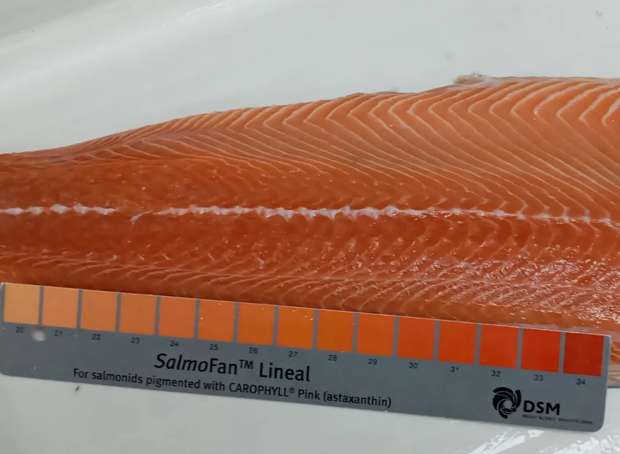 Atlantic salmon fillet color quality control using a SalmoFan reference scale