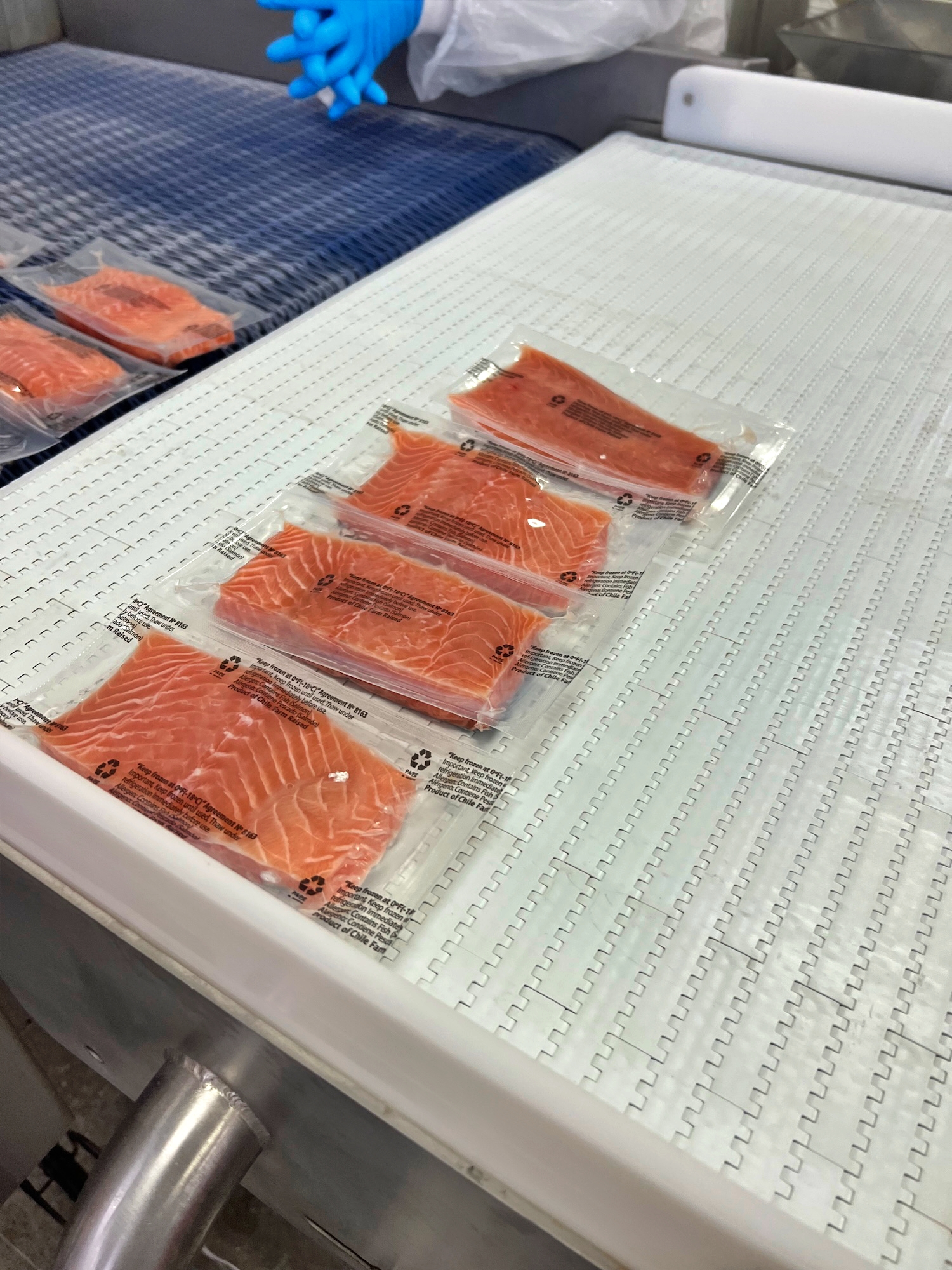 Atlantic salmon processing operation